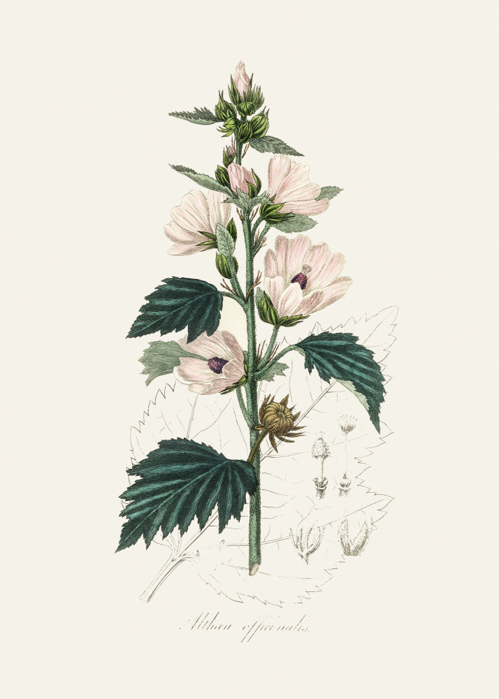 Common Marshmallow (althea Officinalis) Medical Botany | Canvas