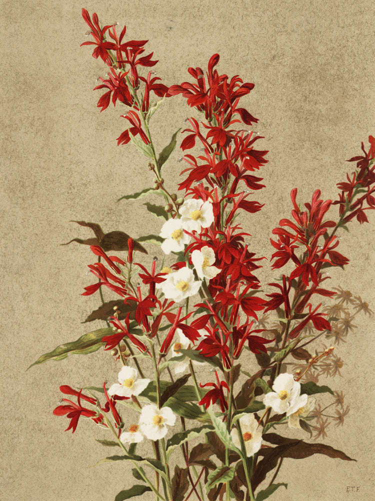 Cardinal Flowers | Canvas
