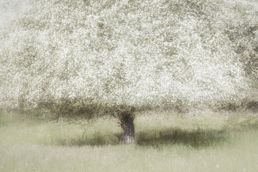 In the backyard | Canvas