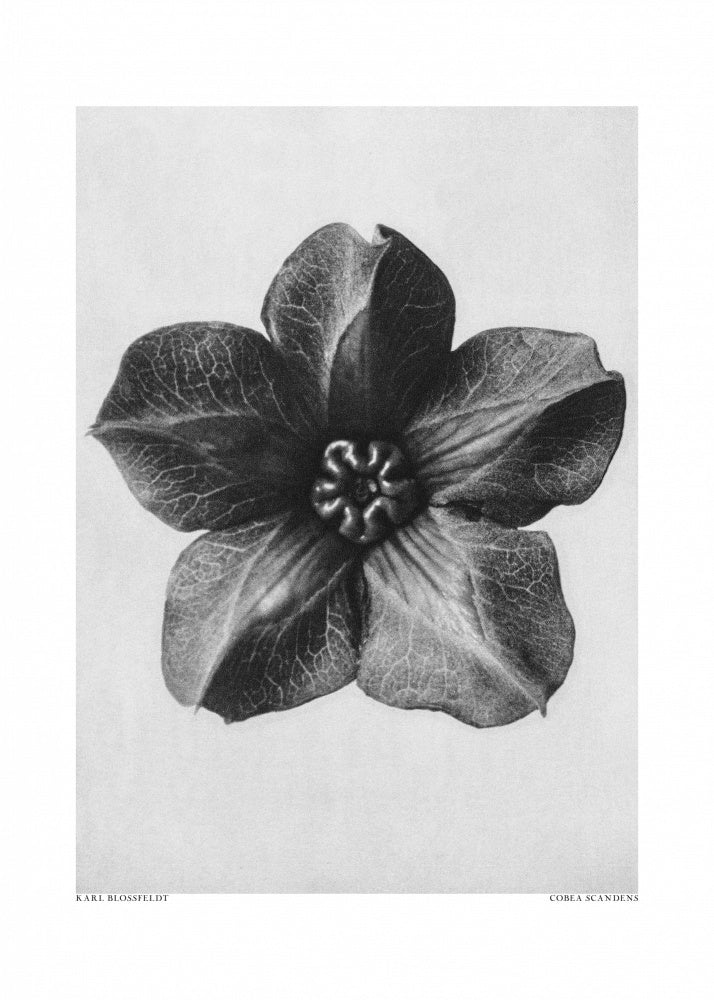 Cobaea Scandens | Poster