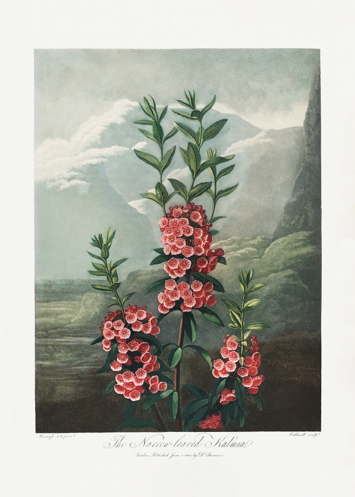 The Narrow–Leaved Kalmia from The Temple of Flora (1807) | Poster