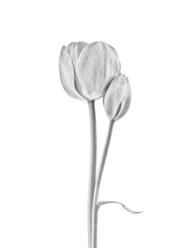 Elegant Tulip Pair | Canvas