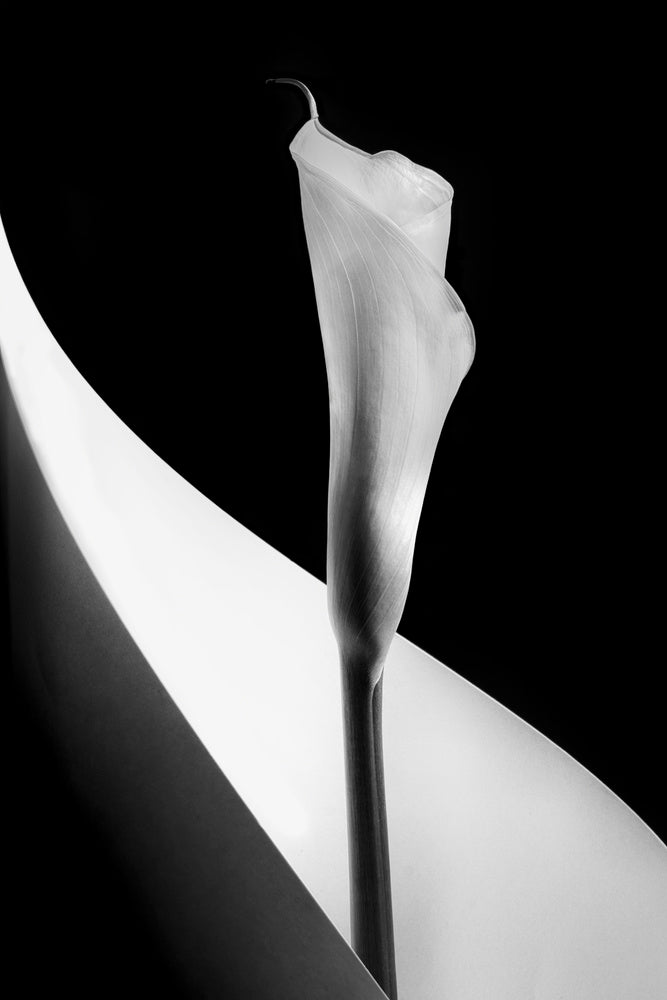 Elegant Calla Lily | Poster
