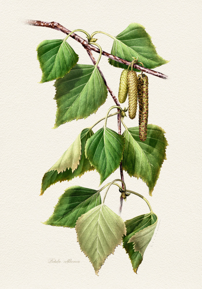 Birch Leaves and Catkins | Canvas