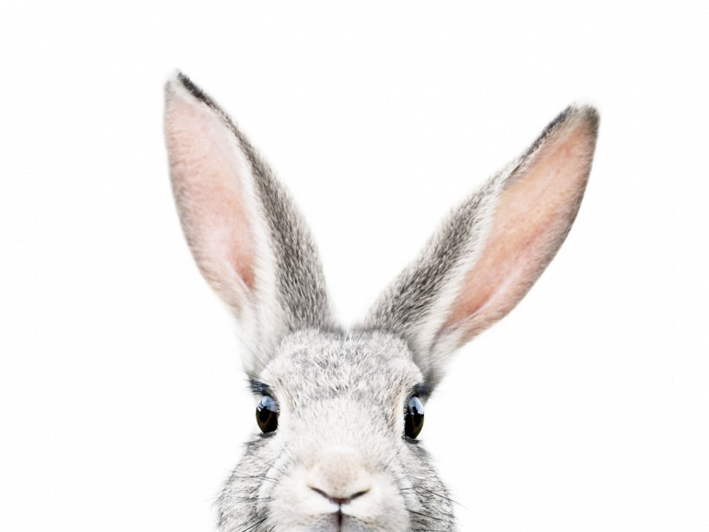 Peeking Bunny | Poster