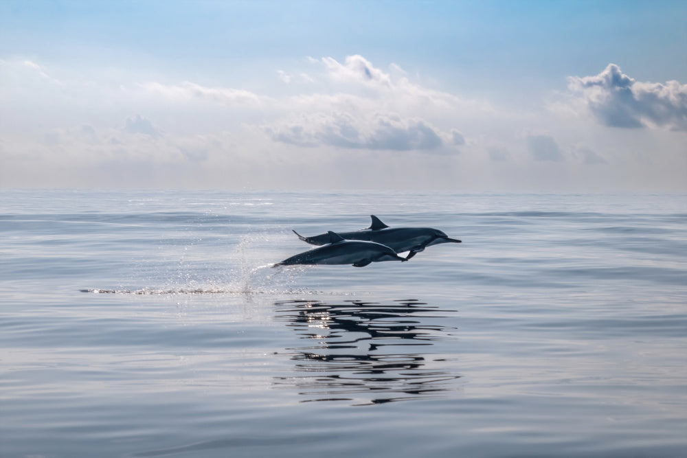 Dolphins Leaping Ocean | Canvas
