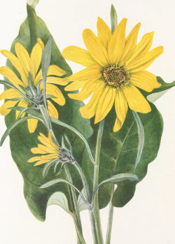 Balsamroot From North American Wildflowers (1925) By Mary Vaux Walcott | Canvas