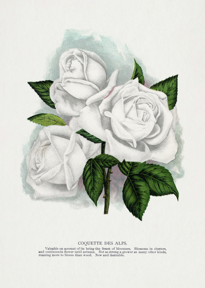 White Rose, Coquette Des Alps Lithograph | Canvas