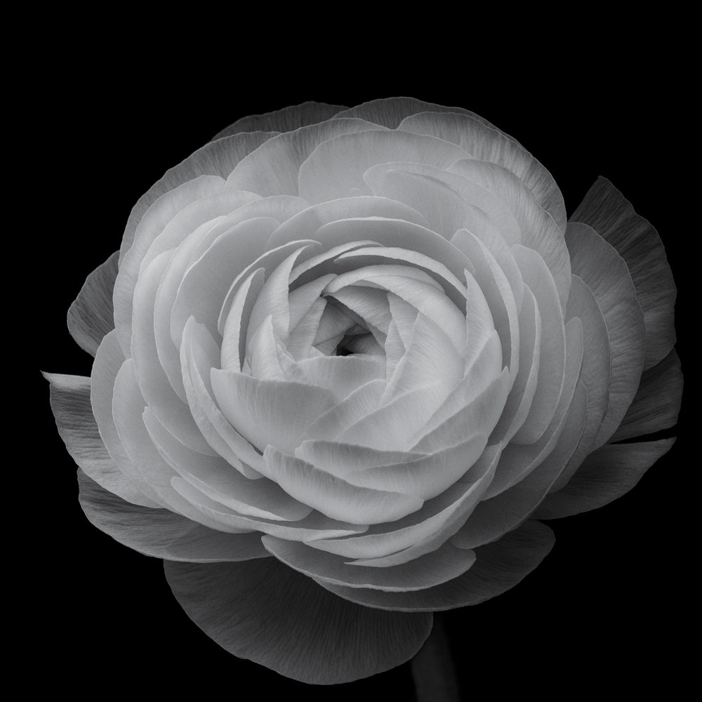 Grayscale Floral Elegance | Poster