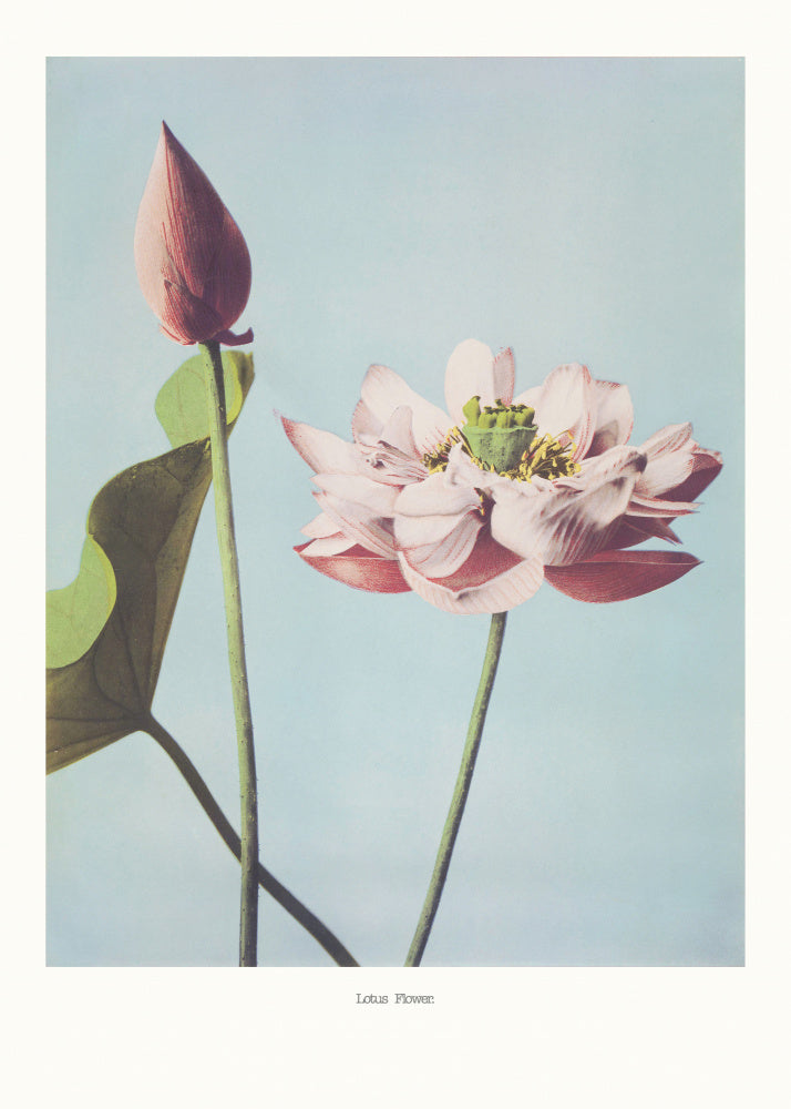 Lotus Flowers | Poster