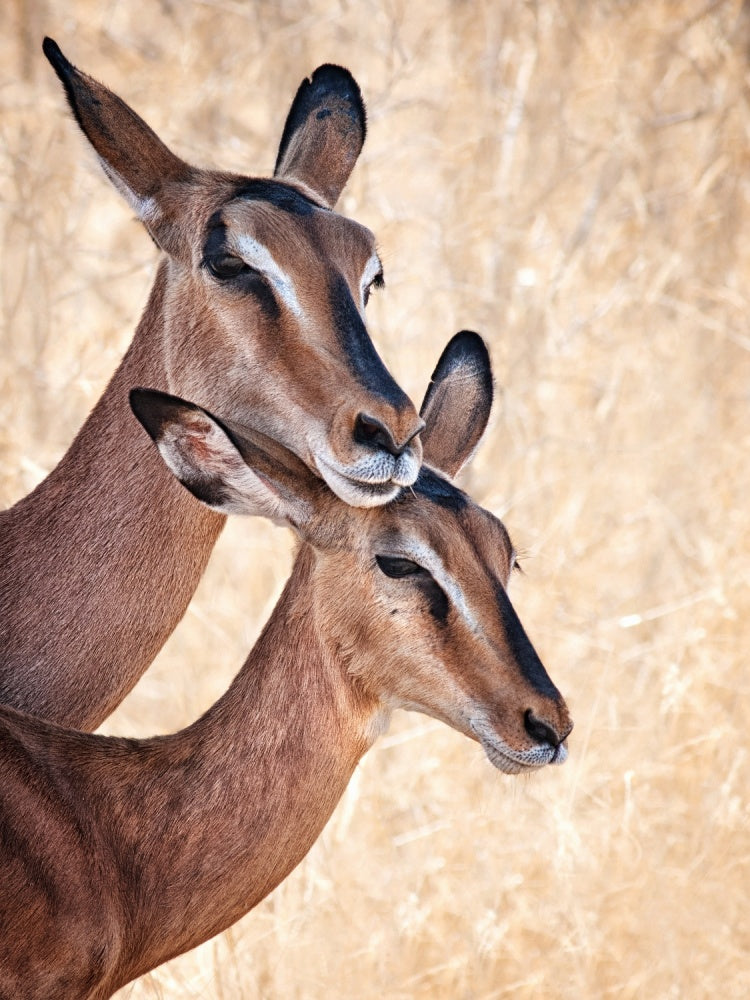 Gentle Impala Embrace | Poster
