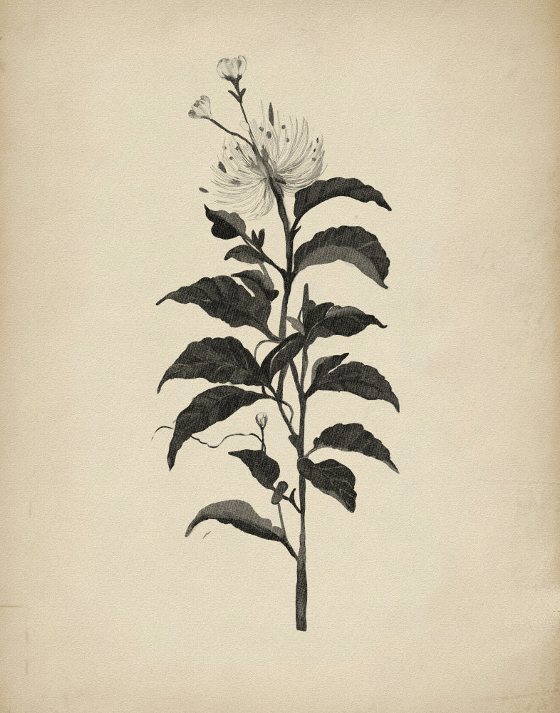 Vintage Botanical Illustration | Poster