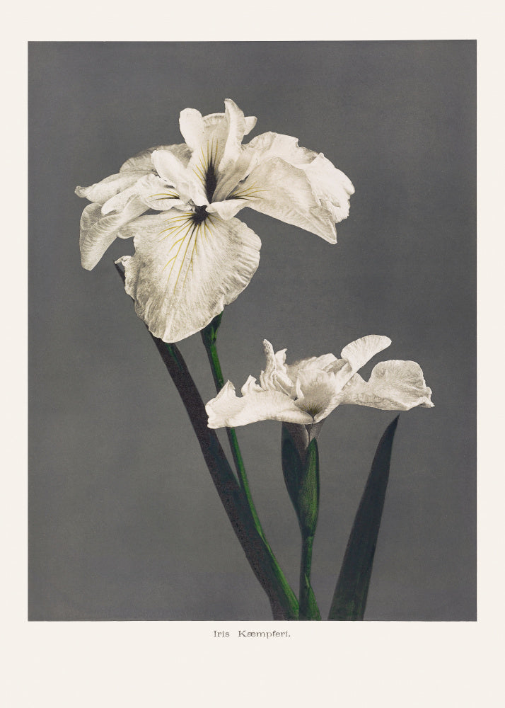 Iris Kæmpferi | Canvas
