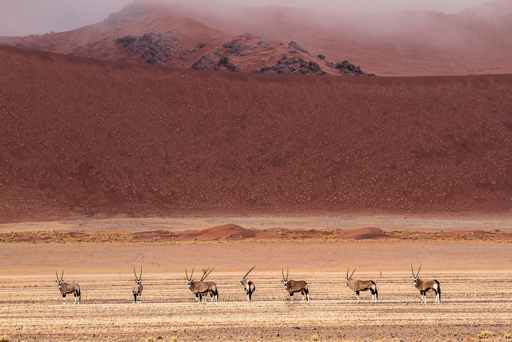 Oryx Herd Desert Dunes | Poster