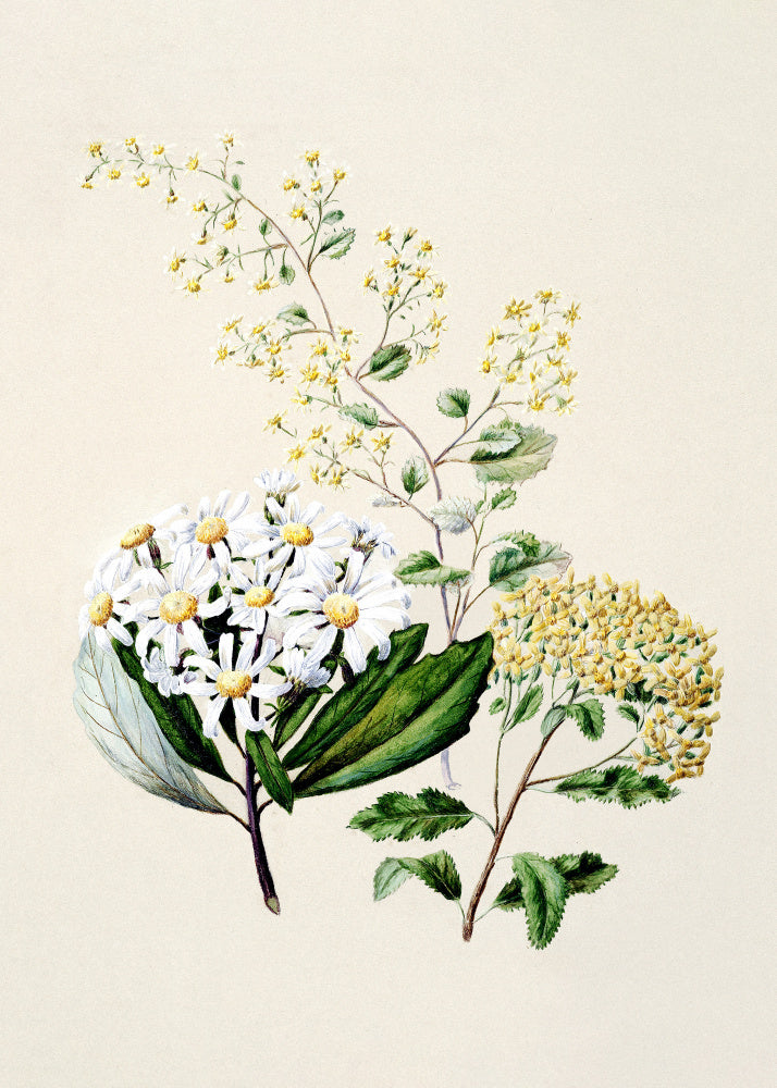 Senecio Drawn By Sarah Featon (1848–1927) | Canvas