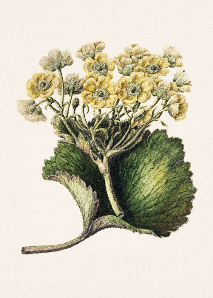 Korikor Drawn By Sarah Featon (1848–1927 | Canvas