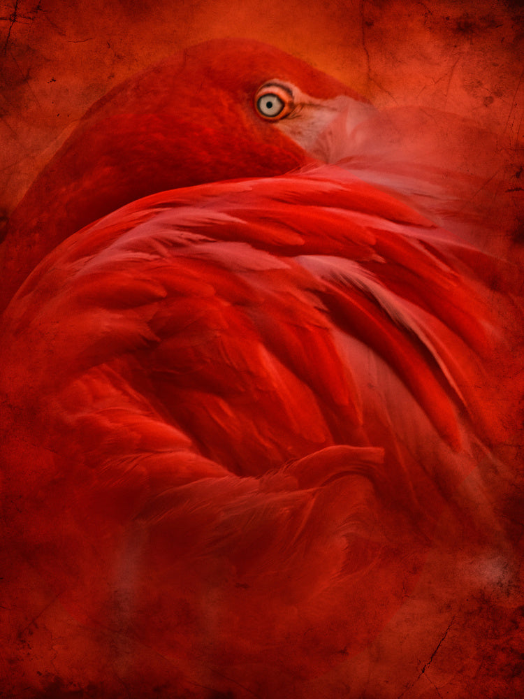 Vibrant Crimson Flamingo | Poster