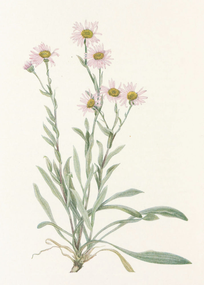 Pink Fleabane From North American Wildflowers (1925) By Mary Vaux Walcott | Canvas