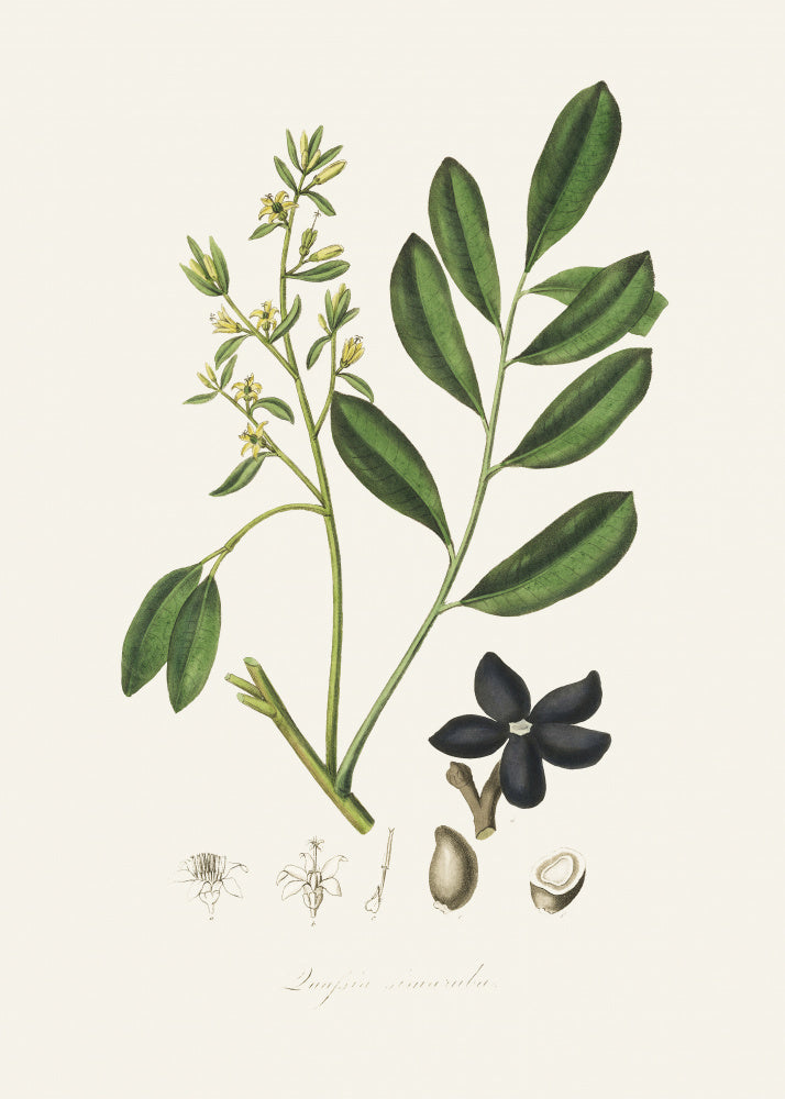 Lualsia Simarula Medical Botany | Canvas