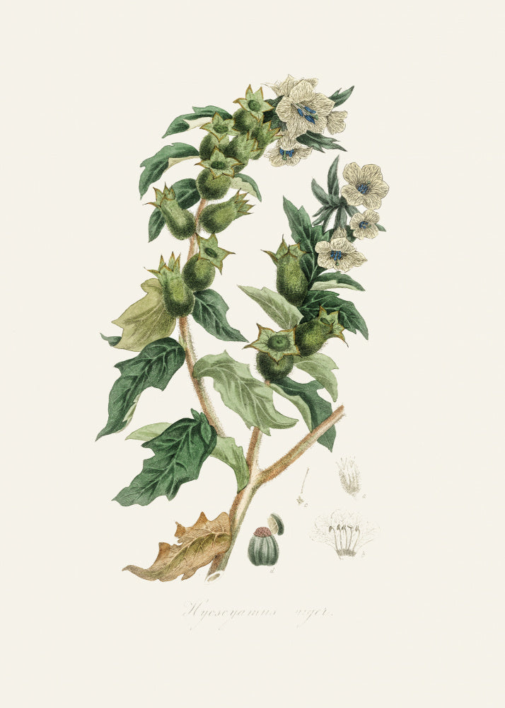Henbane (hyoscyamus Niger) Medical Botany | Poster