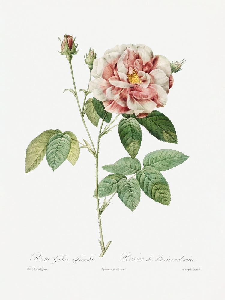 Rosa Gallica (1817–1824), Les Rose | Canvas