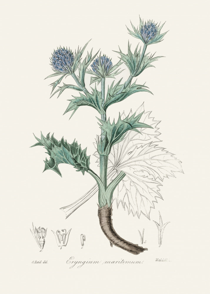 The Sea Holly (eryngium Mmaritimum) Medical Botany | Poster