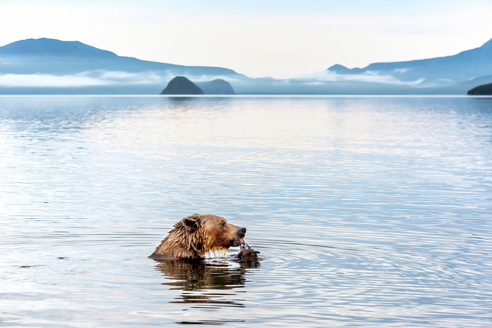 Grizzly Bear Fishing | Poster