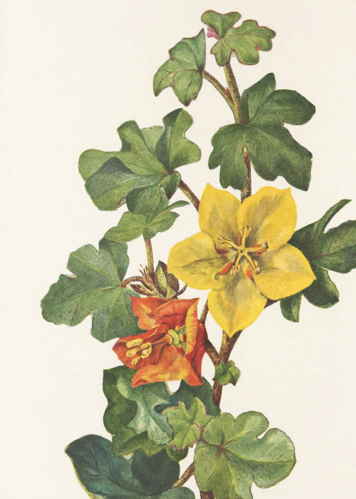 Mexican Fremontia From North American Wildflowers (1925) By Mary Vaux Walcott | Poster
