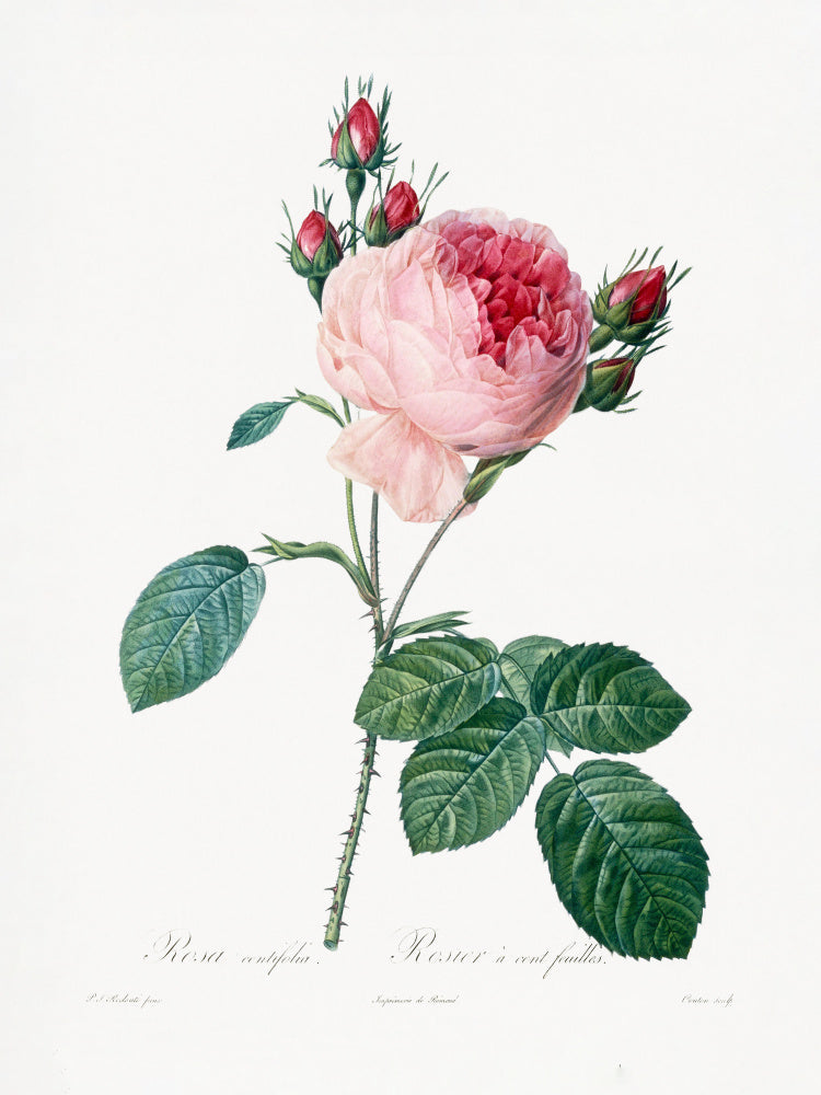 Rosier a Cent Feuilles, From Les Roses | Poster