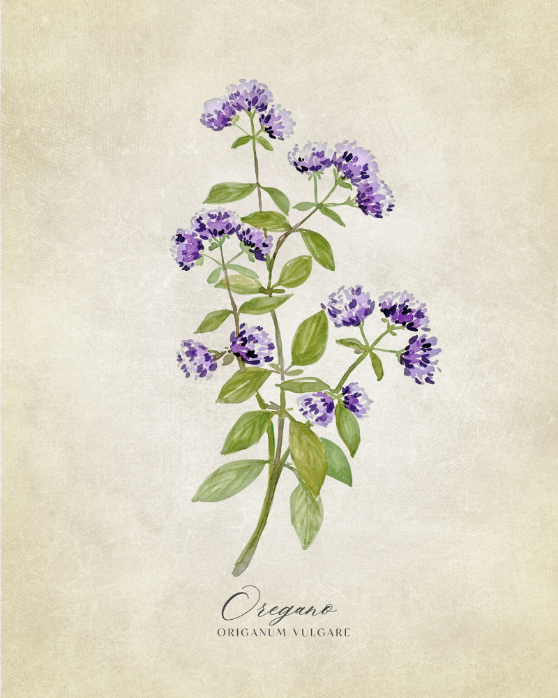 Purple Oregano Botanical | Poster