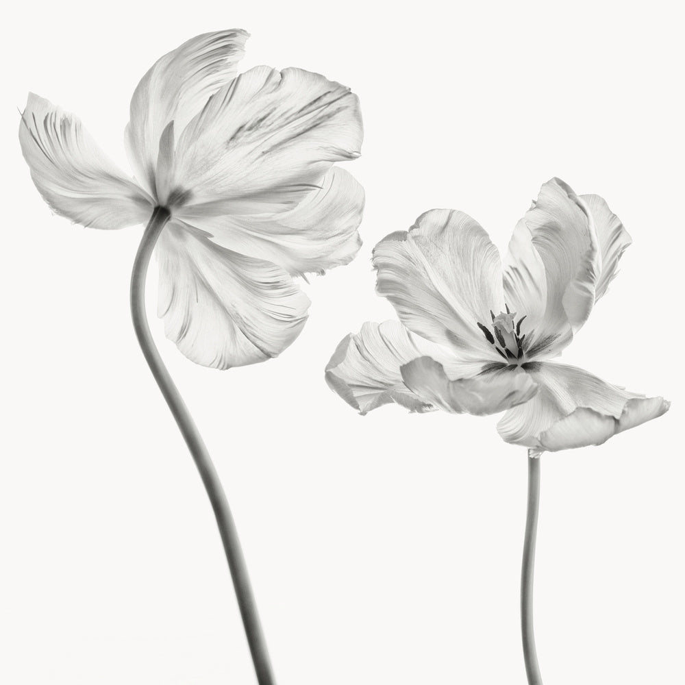Graceful Monochrome Tulips | Poster
