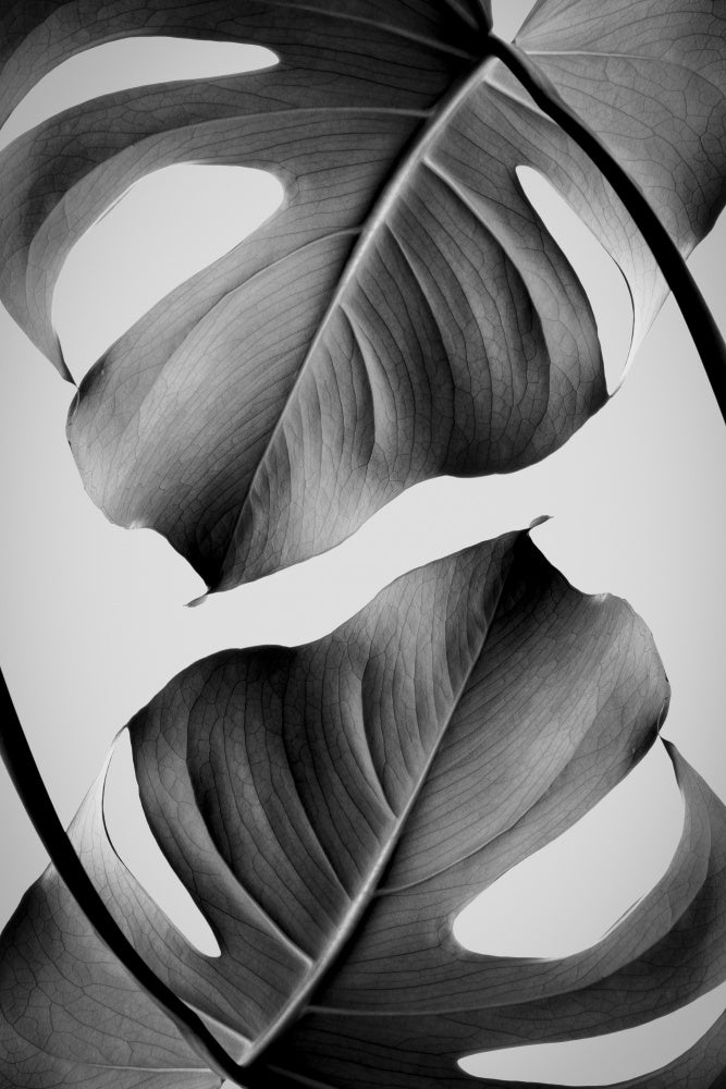 Tropical Monstera Forms | Canvas