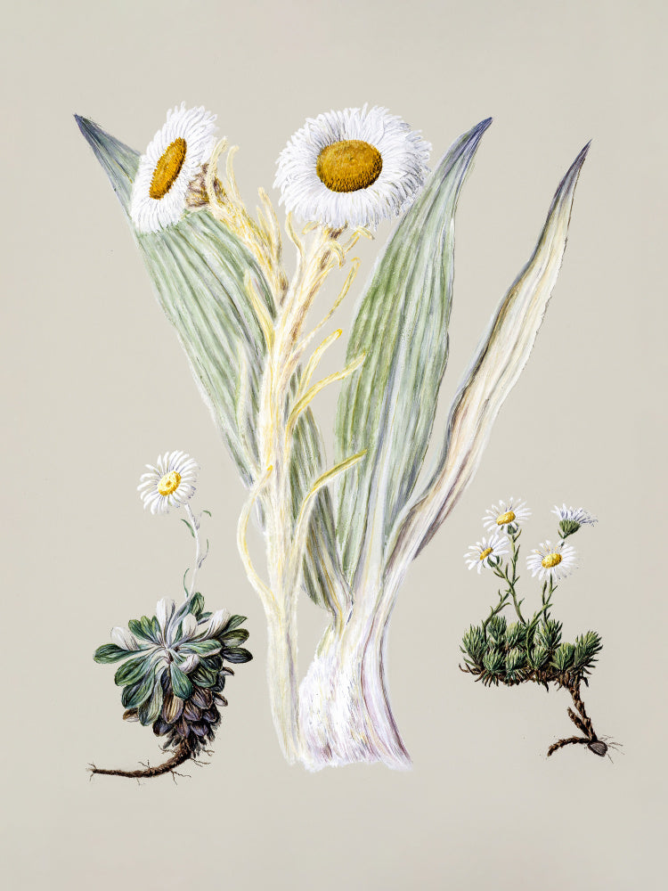 White Mountain Musk Drawn By Sarah Featon (1848–1927) | Canvas