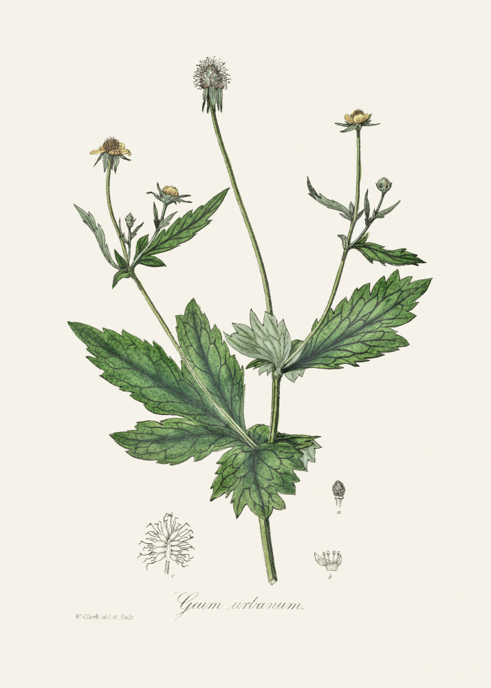 Wood Avens (geum Urbanum) Medical Botany | Poster