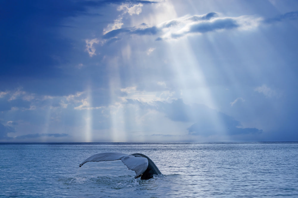 Whale Tail Sun Rays | Poster
