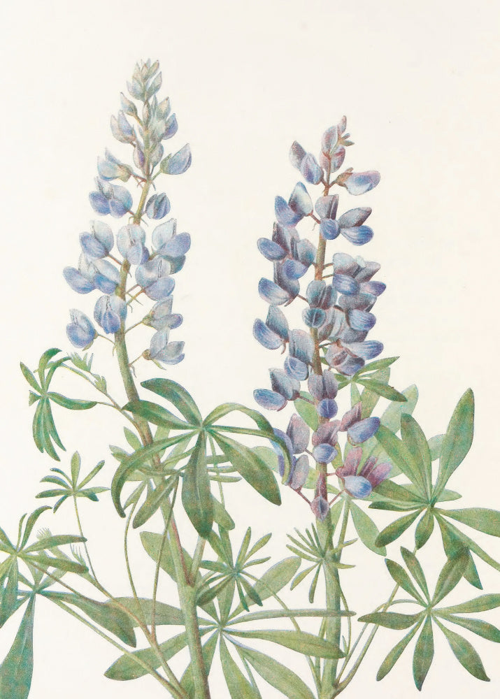 Sundial Lupine From North American Wildflowers (1925) By Mary Vaux Walcott | Canvas