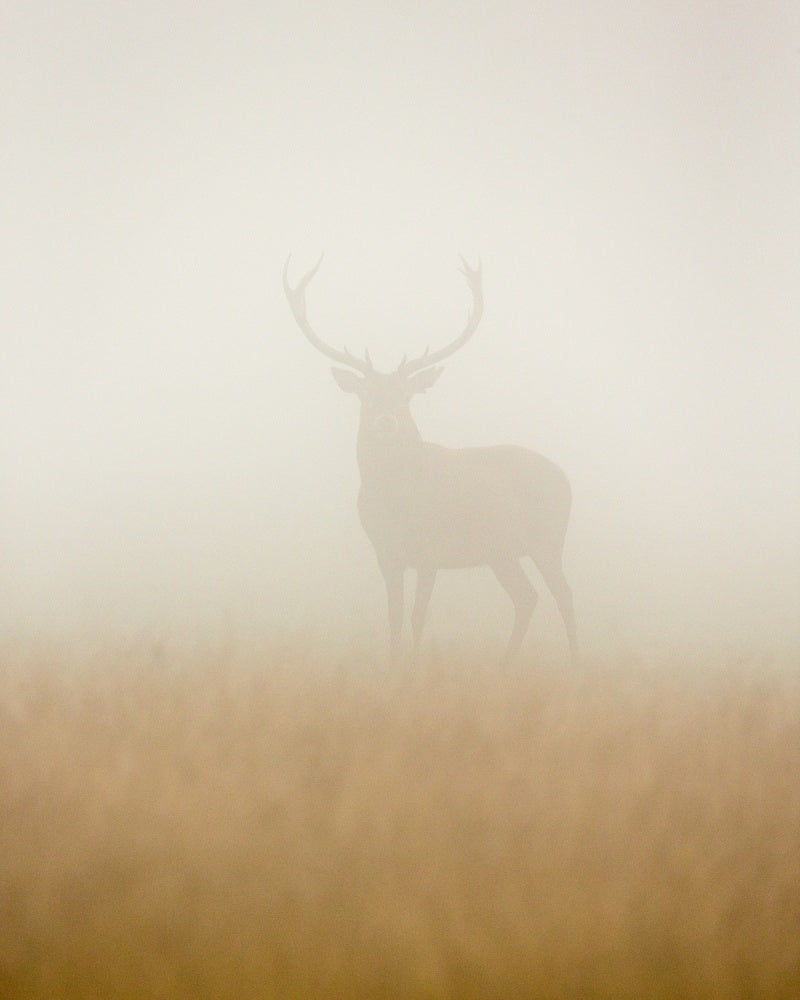 Stag in Morning Mist | Canvas