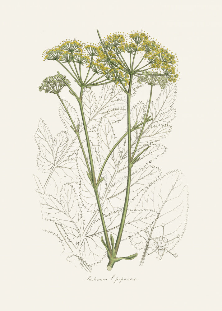 Opobalsam (pastinaca Opopanax) Medical Botany | Canvas