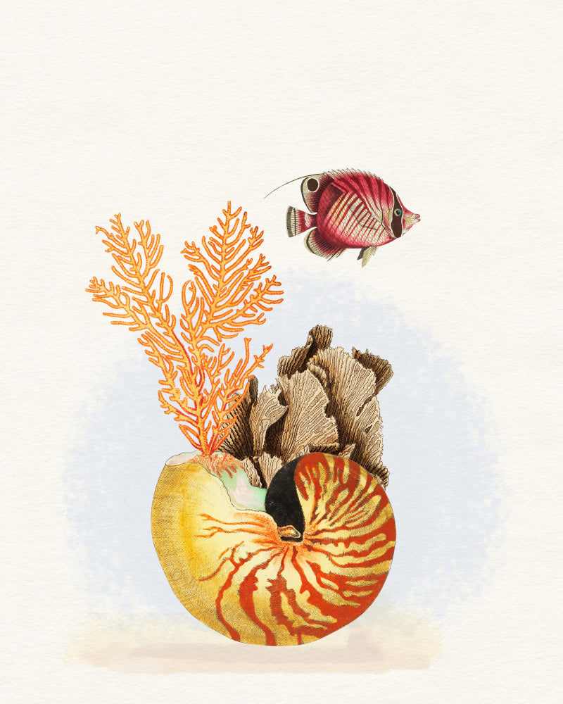 Nautilus Reef Life | Canvas