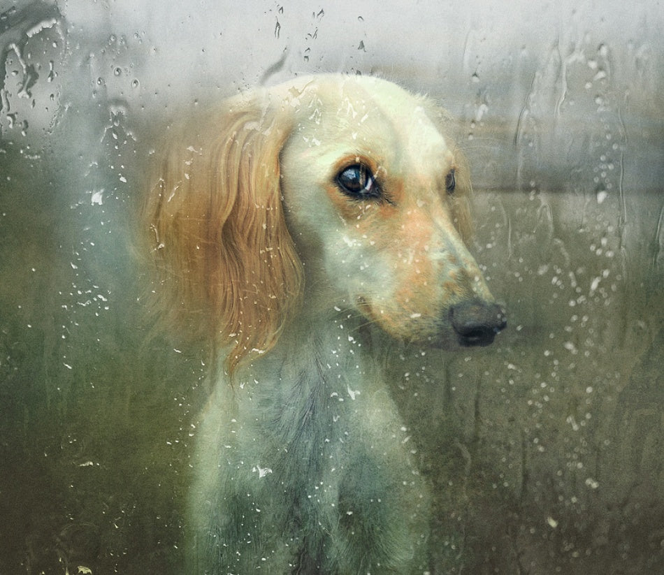 Pensive Dog Rainy Window | Poster