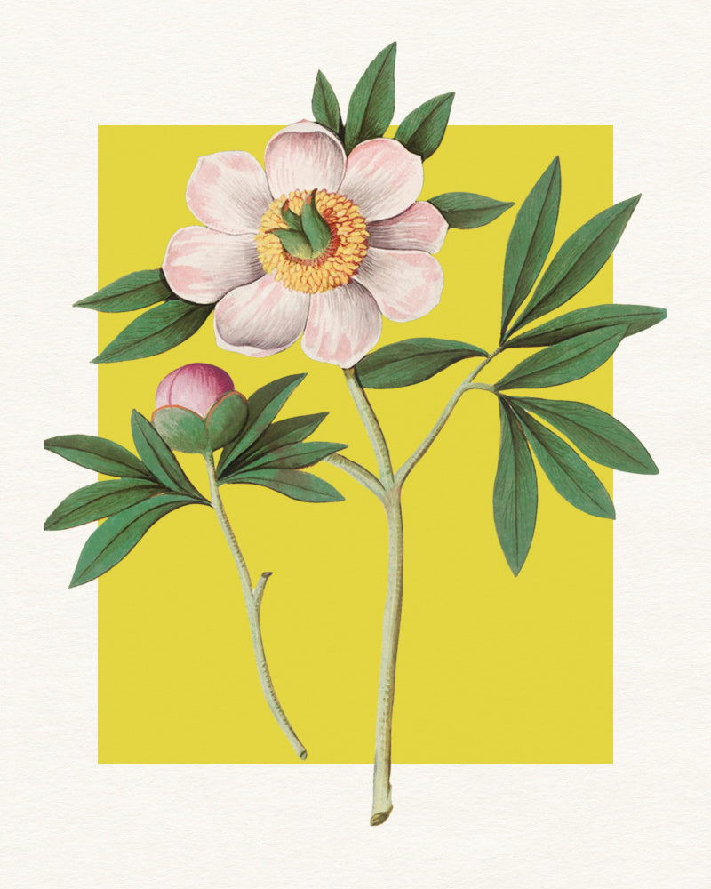 Pink Peony Botanical Illustration | Canvas