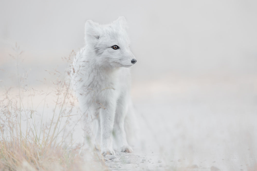 Serene Arctic Fox | Canvas