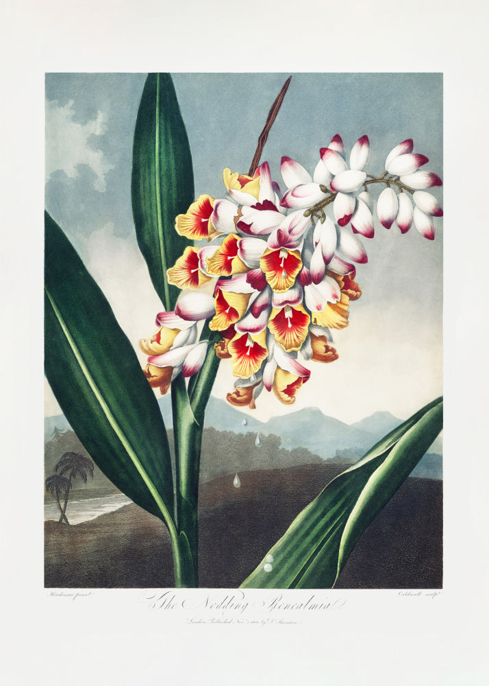 The Nodding Renealmia from The Temple of Flora (1807) | Poster