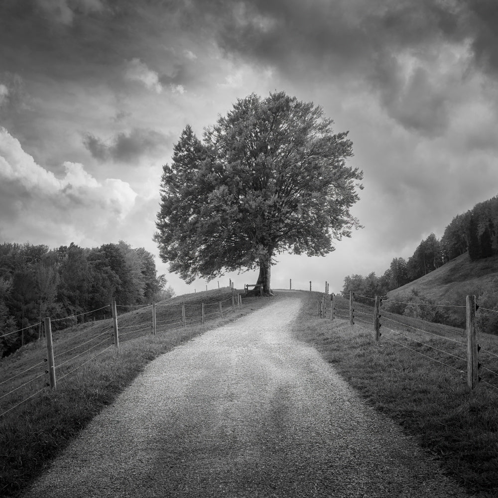 Winding Path Lone Tree | Canvas
