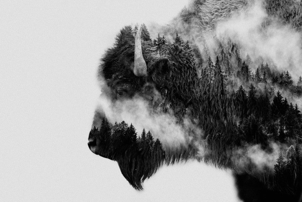 Forest Bison Spirit | Canvas