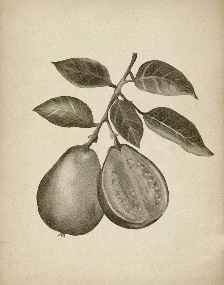 Guava Botanical Study | Canvas