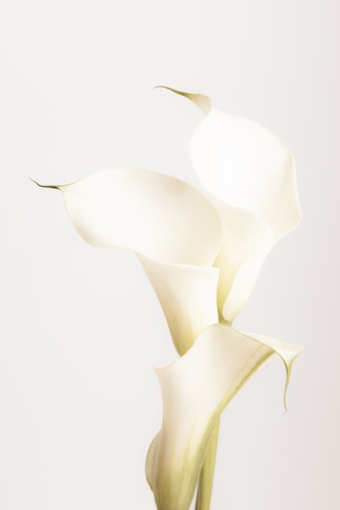 Elegant Calla Lilies | Poster