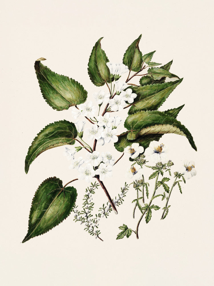 Hibiscus Trianium By Sarah Featon (1848–1927 | Canvas