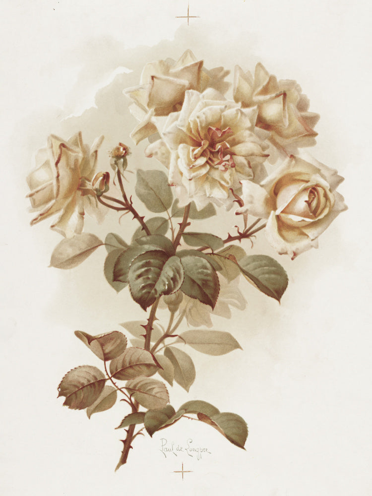 Yellow Roses; Reve D'or Roses | Poster