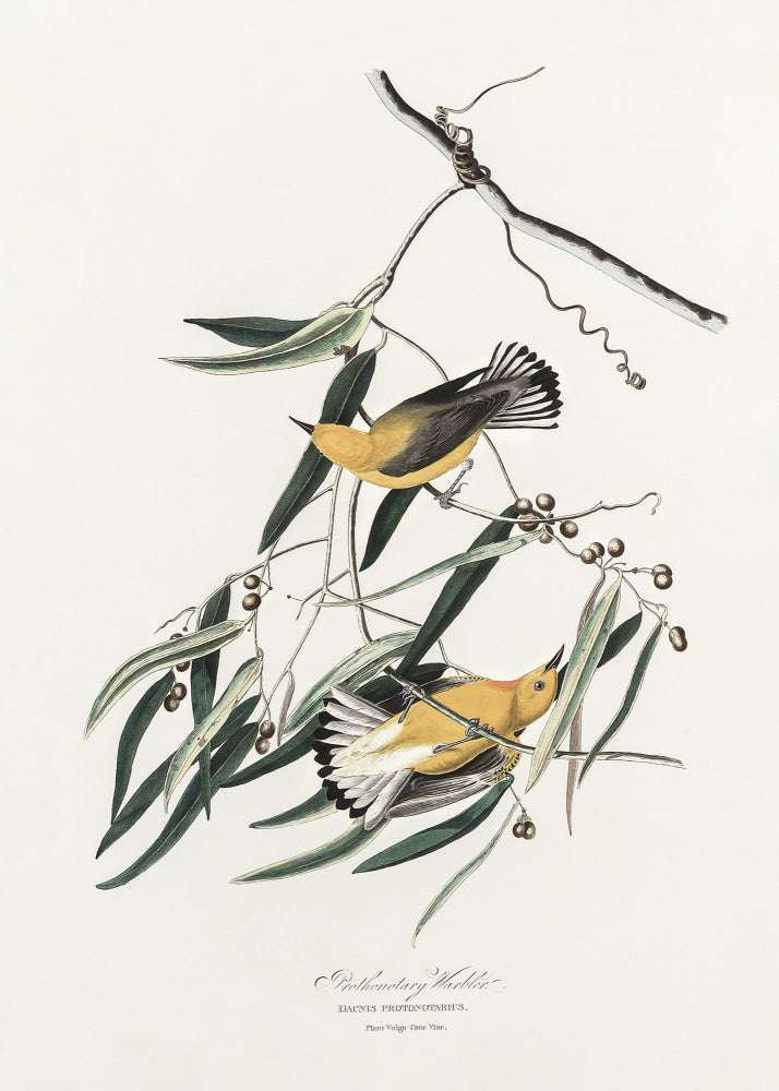 Prothonotary Warbler From Birds of America (1827) | Poster